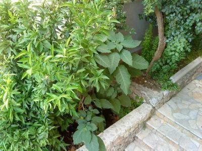Gemuetliches Mit Grill Und Panoramablick Apartment Makarska