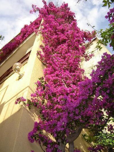 Levant Apartmán